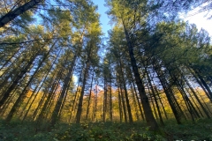 Bois du fond des vaux